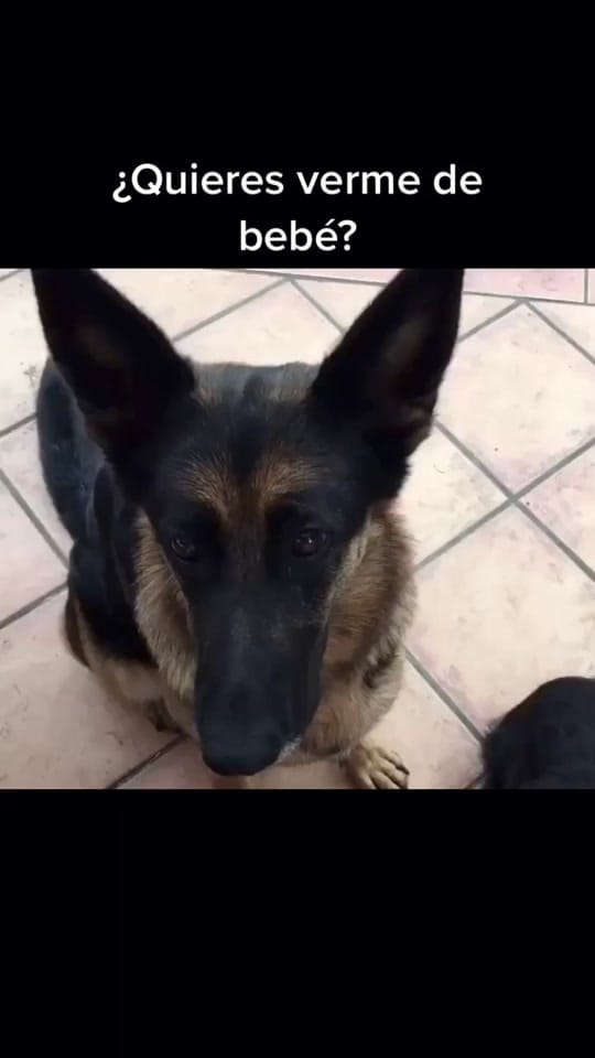 Post 1 by Pampathegermanshepherd on TikTok (video)