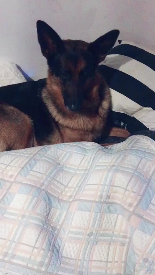 Post 4 by Pampathegermanshepherd on TikTok (video)