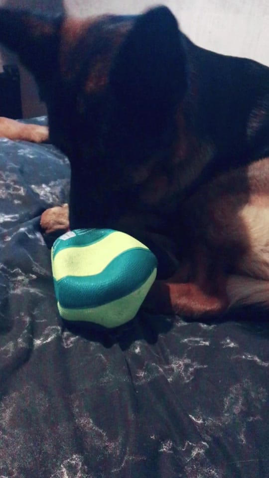 Post 6 by Pampathegermanshepherd on TikTok (video)