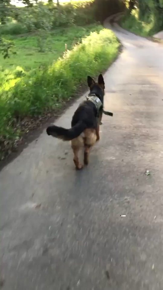Post 8 by Pampathegermanshepherd on TikTok (video)
