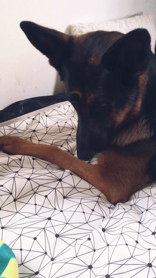 Post 9 by Pampathegermanshepherd on TikTok (video)