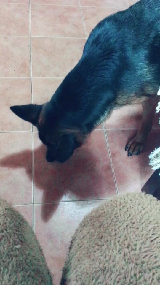 Post 10 by Pampathegermanshepherd on TikTok (video)
