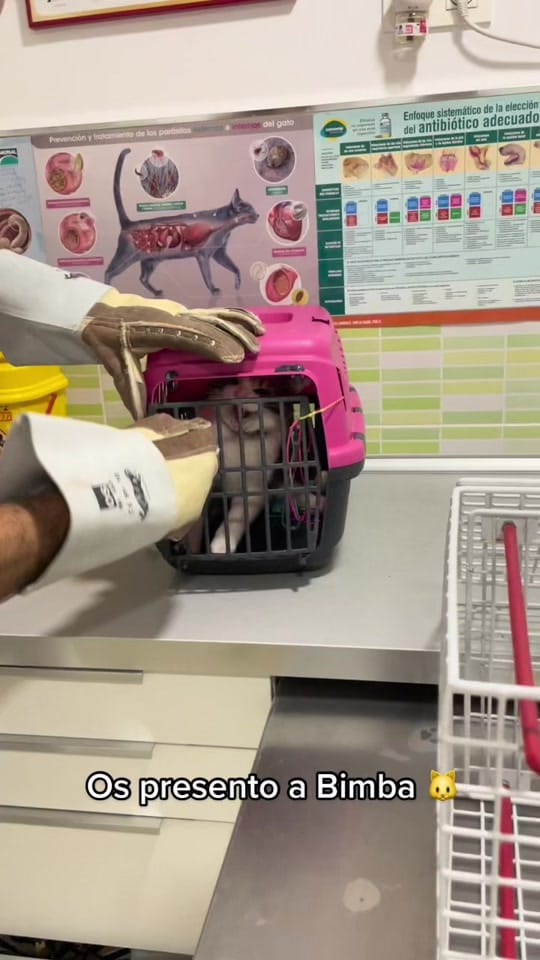 Post 9 by VETERINARIA TRIUNFO JARDIN on TikTok (video)