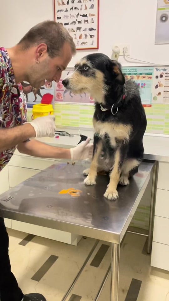 Post 8 by VETERINARIA TRIUNFO JARDIN on TikTok (video)