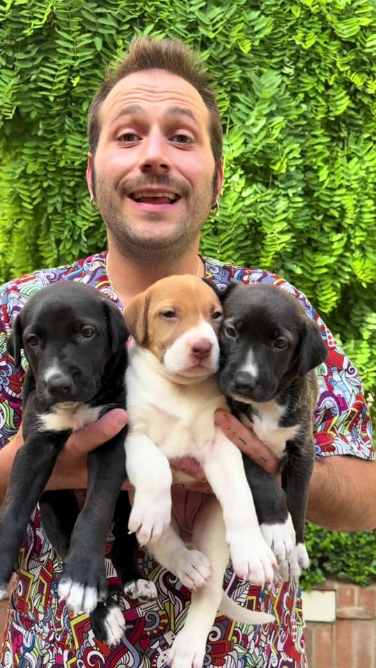 Post 2 by VETERINARIA TRIUNFO JARDIN on TikTok (video)