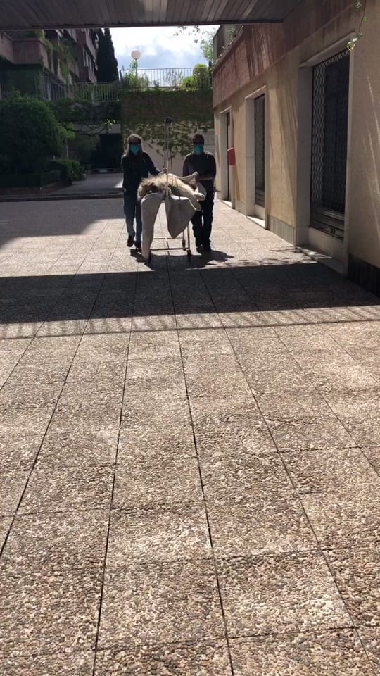 Post 10 by VETERINARIA TRIUNFO JARDIN on TikTok (video)