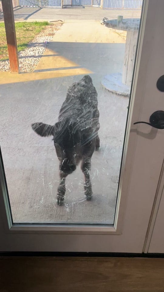 Post 5 by Ausley Family Farms on TikTok (video)