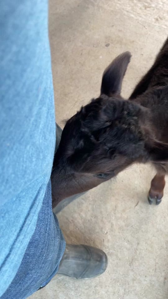 Post 7 by Ausley Family Farms on TikTok (video)