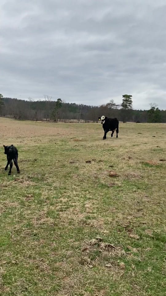 Post 9 by Ausley Family Farms on TikTok (video)