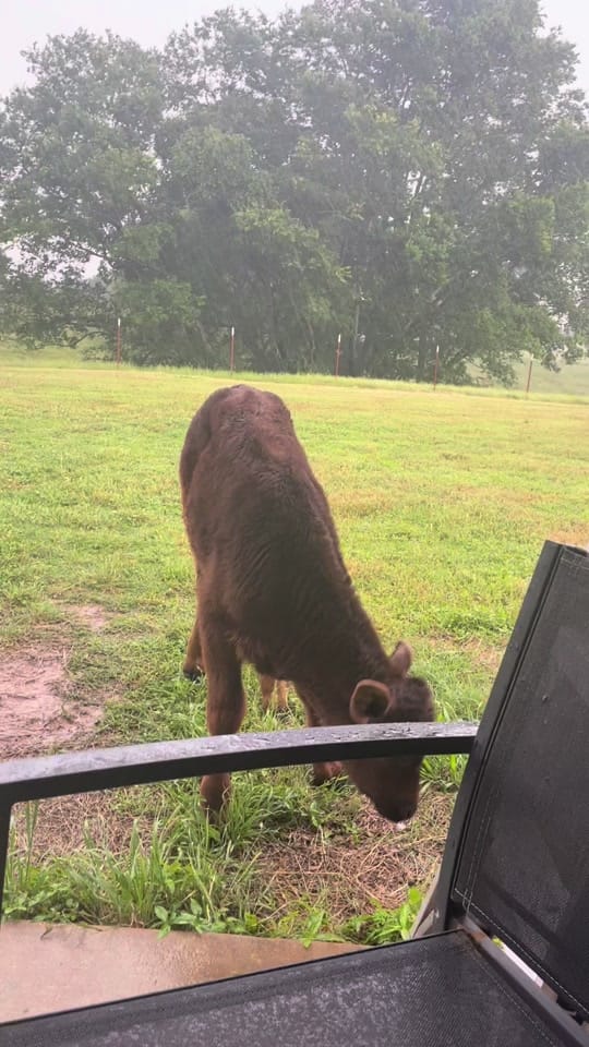 Post 4 by Ausley Family Farms on TikTok (video)