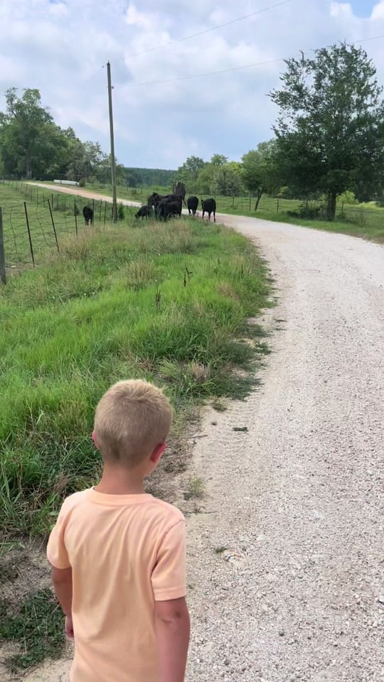 Post 8 by Ausley Family Farms on TikTok (video)