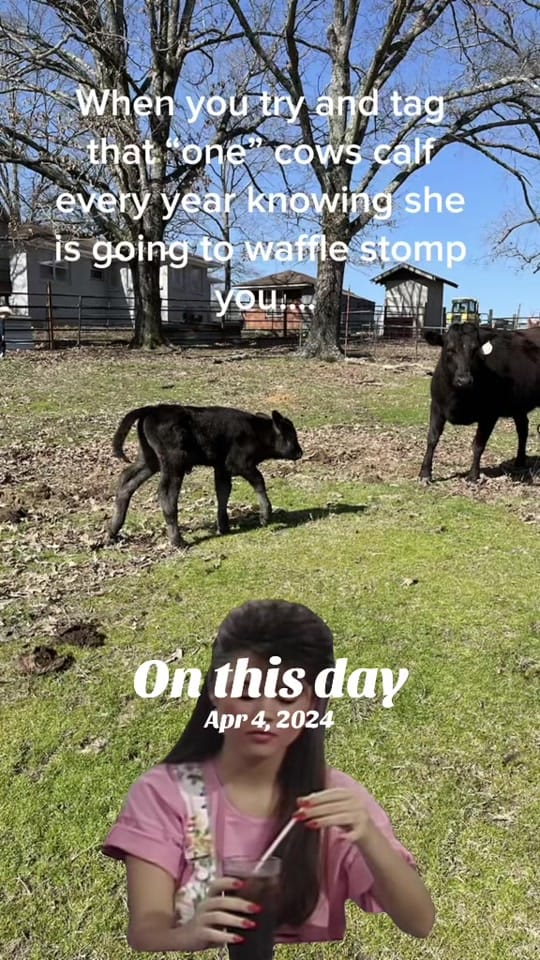 Post 6 by Ausley Family Farms on TikTok (video)