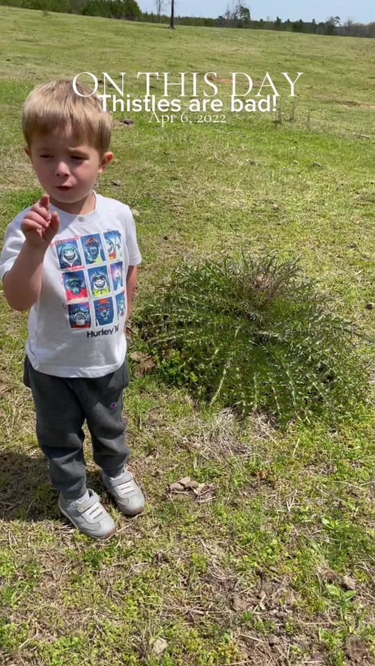 Post 1 by Ausley Family Farms on TikTok (video)