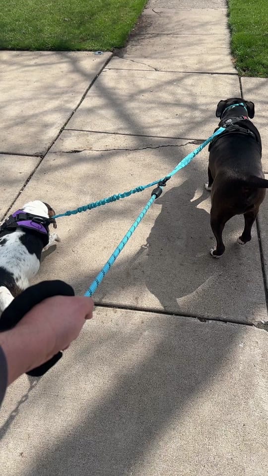 Post 4 by fluffyfrankie on TikTok (video)