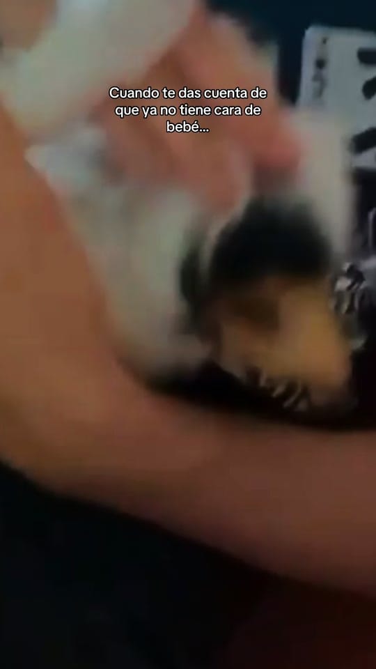 Post 3 by Rosa 🤍 on TikTok (video)