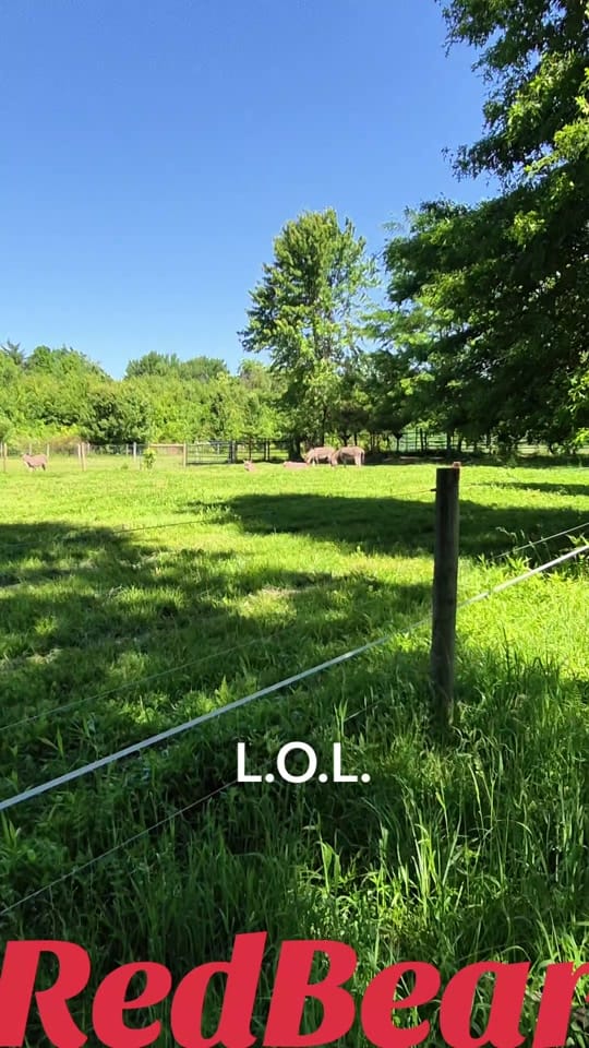 Post 8 by RedBear on TikTok (video)