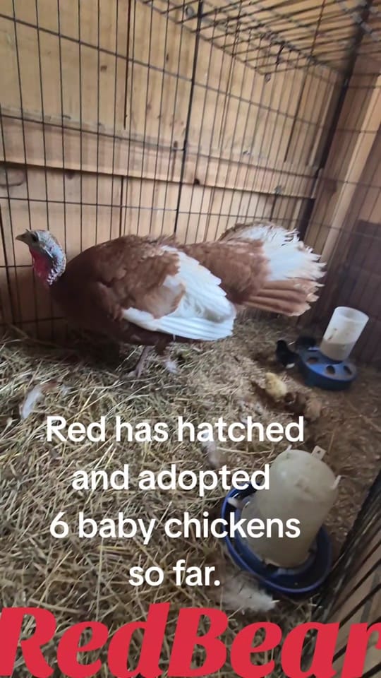 Post 1 by RedBear on TikTok (video)