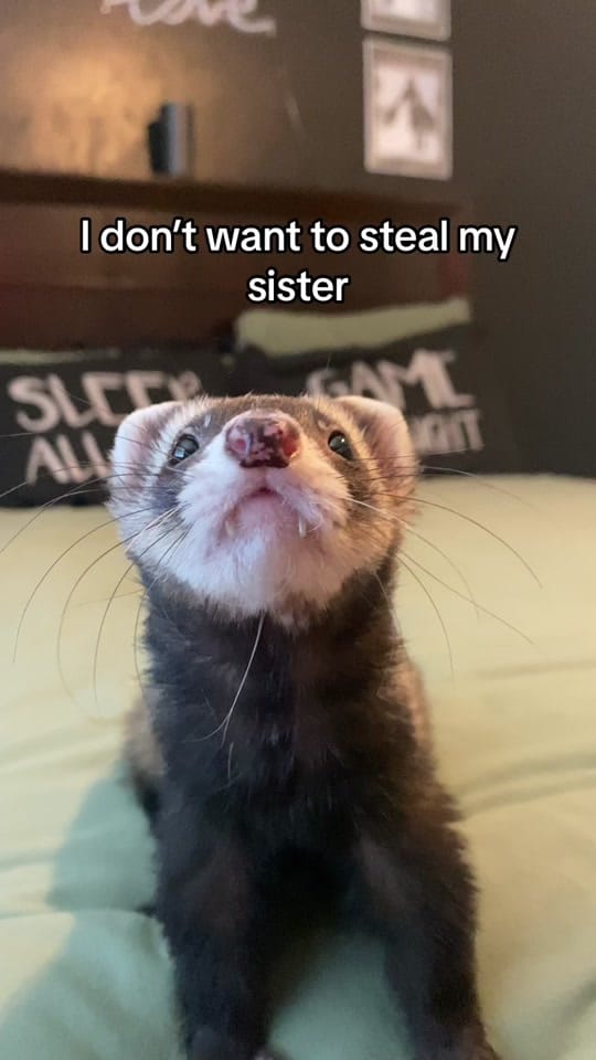 Post 8 by Celeste Park on TikTok (video)