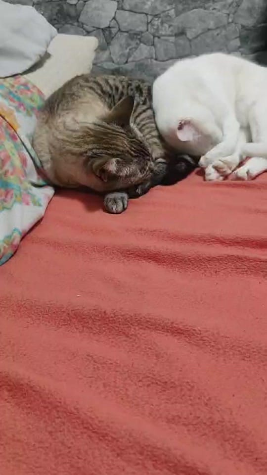 Post 4 by salviiman🧲🪝 on TikTok (video)
