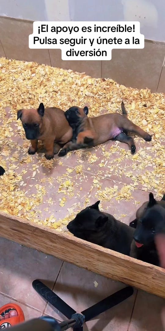 Post 7 by Kazán.malinois300 on TikTok (video)
