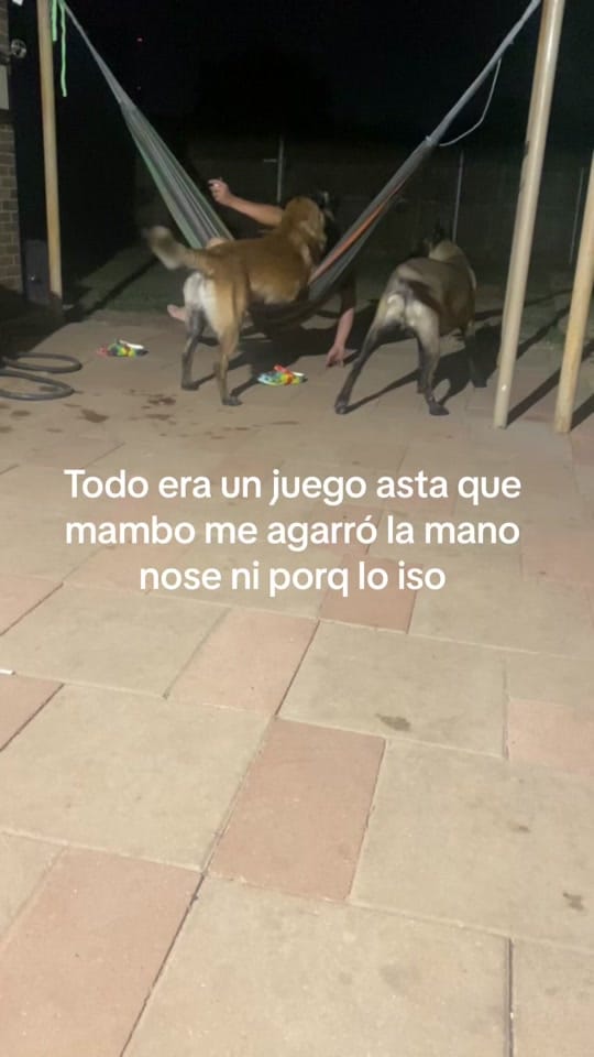 Post 9 by Kazán.malinois300 on TikTok (video)