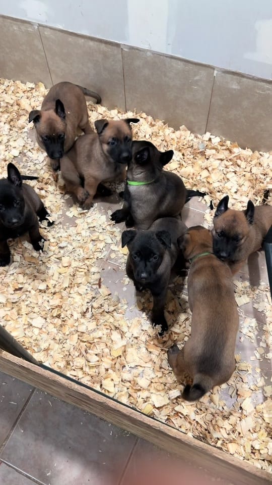 Post 2 by Kazán.malinois300 on TikTok (video)