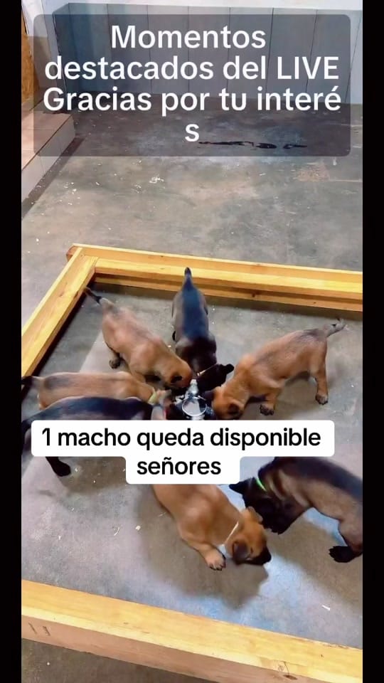 Post 1 by Kazán.malinois300 on TikTok (video)