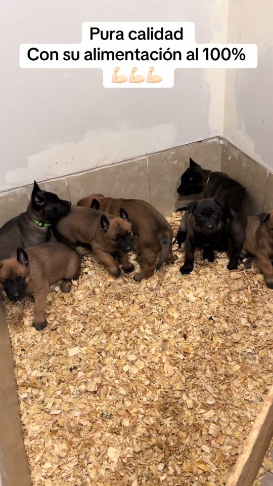 Post 6 by Kazán.malinois300 on TikTok (video)