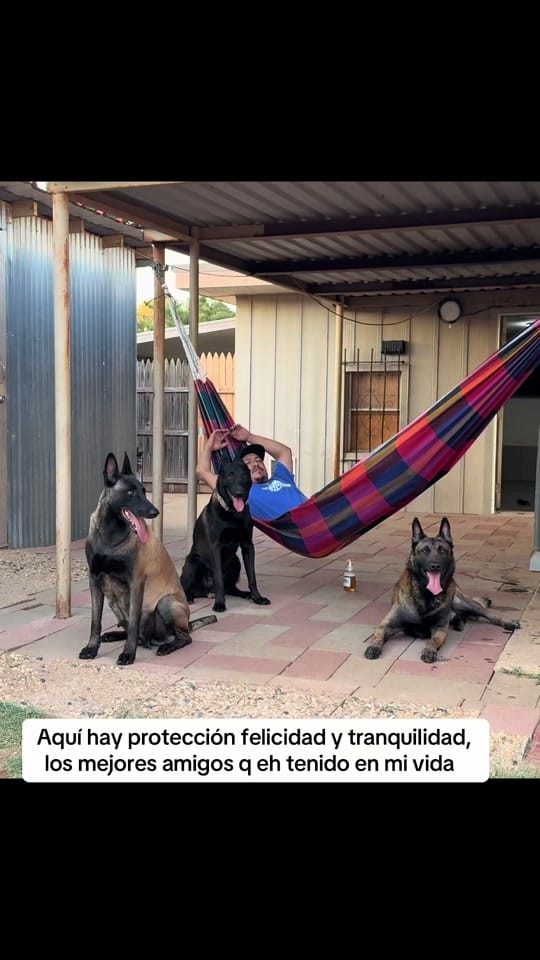 Post 8 by Kazán.malinois300 on TikTok (video)