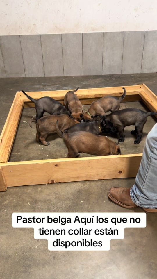 Post 4 by Kazán.malinois300 on TikTok (video)