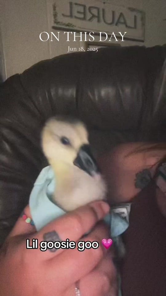 Post 1 by MEGANN ILENE 🔮🪬🌙📿 on TikTok (video)