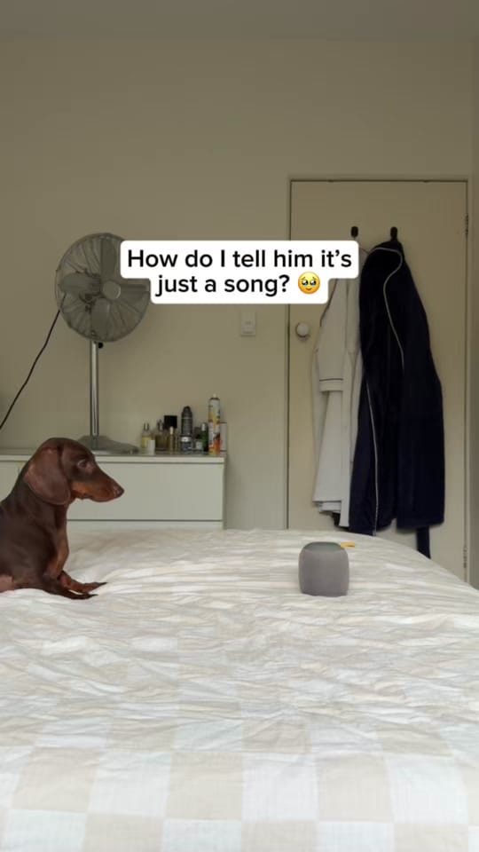 Post 8 by Darcy & Dad on TikTok (video)