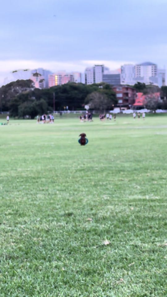 Post 9 by Darcy & Dad on TikTok (video)