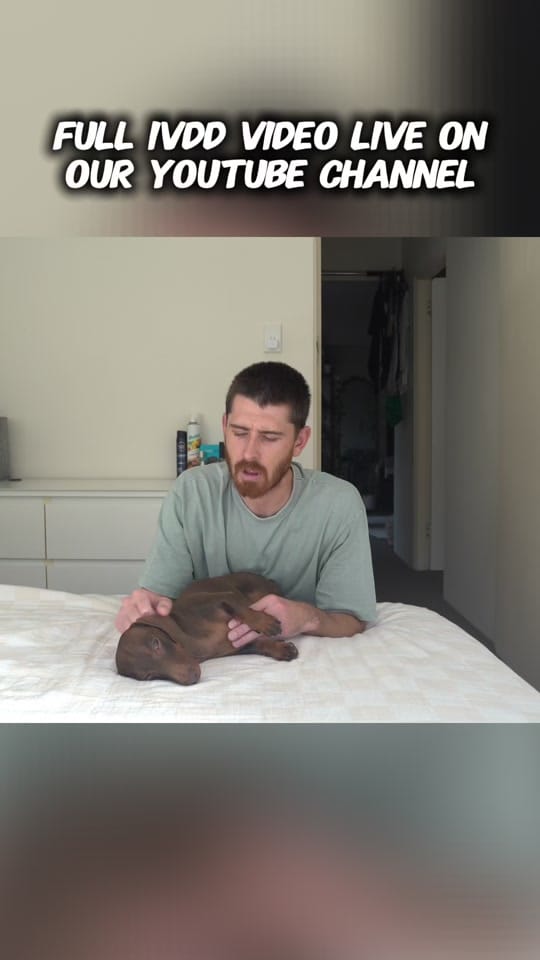 Post 2 by Darcy & Dad on TikTok (video)