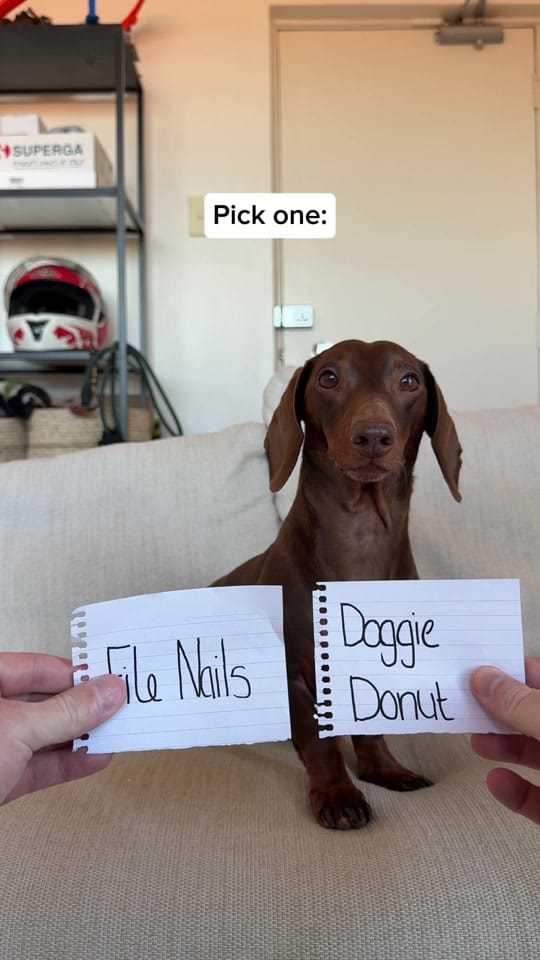 Post 4 by Darcy & Dad on TikTok (video)