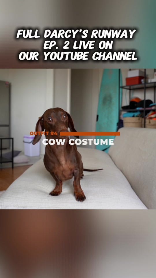 Post 5 by Darcy & Dad on TikTok (video)