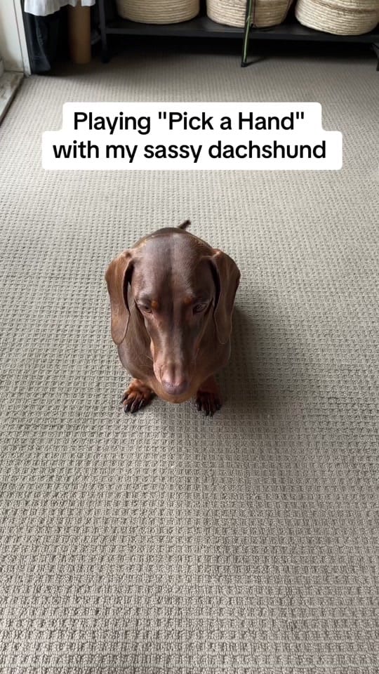 Post 10 by Darcy & Dad on TikTok (video)