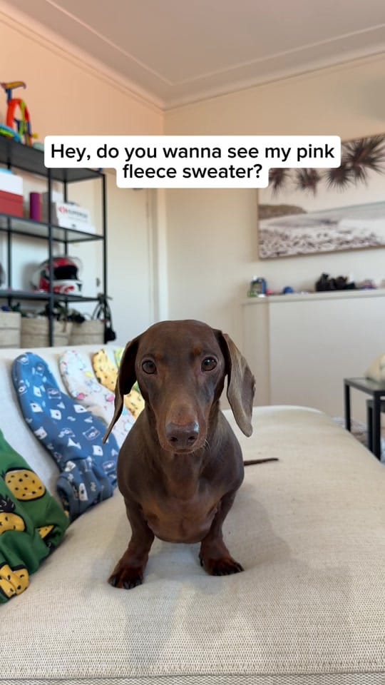 Post 3 by Darcy & Dad on TikTok (video)
