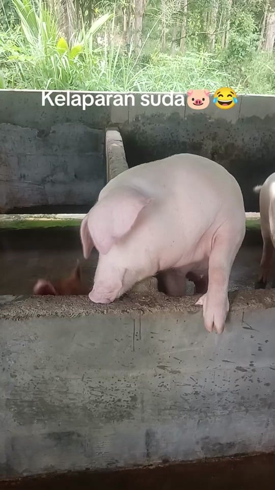 Post 8 by Cyrell Popol on TikTok (video)