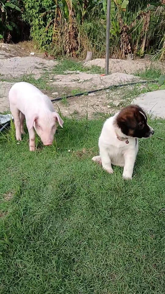 Post 3 by Cyrell Popol on TikTok (video)