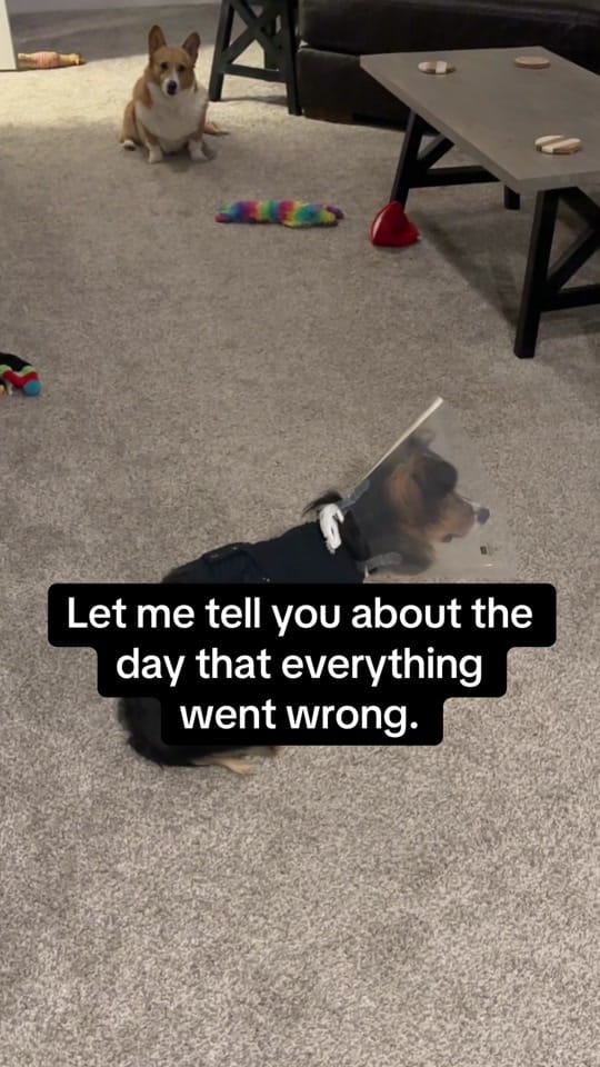 Post 8 by ThoseTempletonCorgis on TikTok (video)