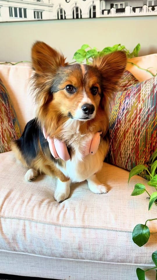 Post 2 by ThoseTempletonCorgis on TikTok (video)