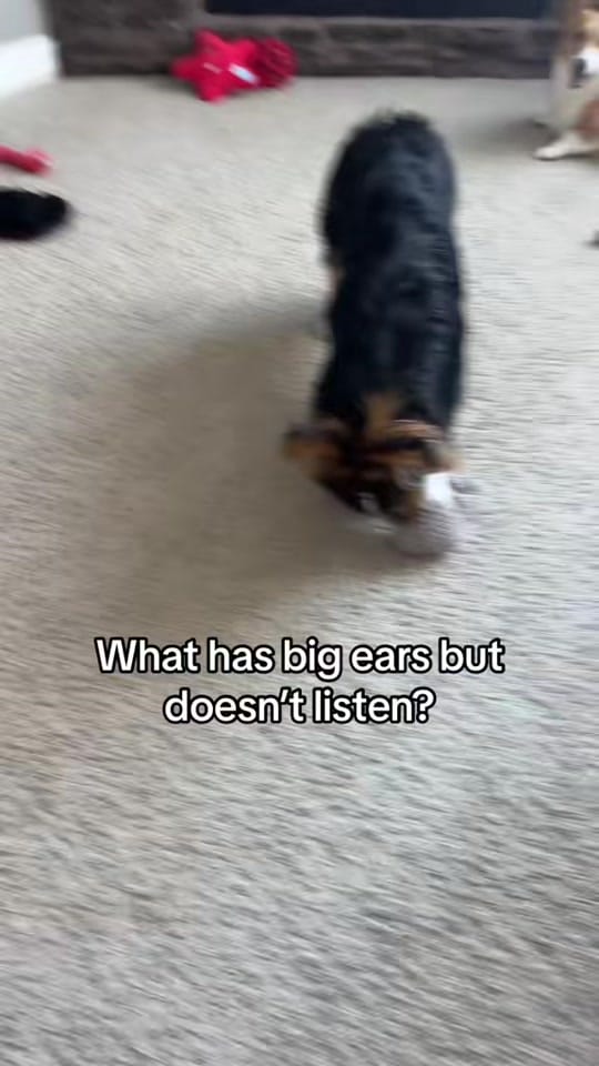 Post 7 by ThoseTempletonCorgis on TikTok (video)