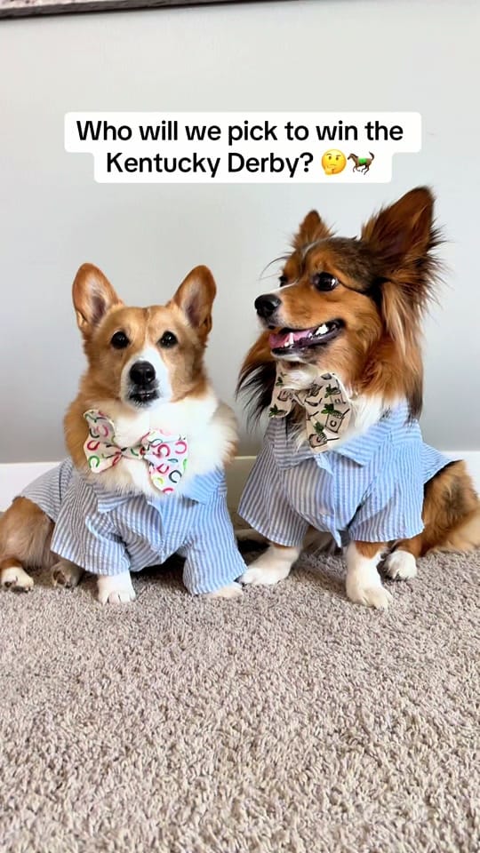 Post 4 by ThoseTempletonCorgis on TikTok (video)
