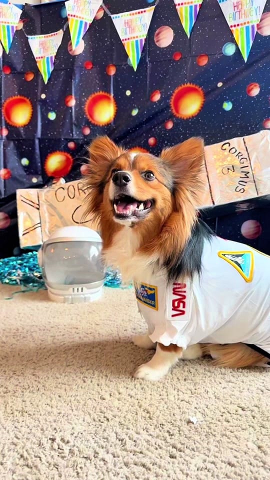 Post 5 by ThoseTempletonCorgis on TikTok (video)