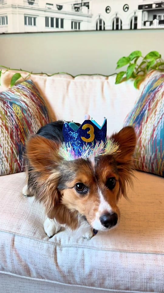 Post 6 by ThoseTempletonCorgis on TikTok (video)
