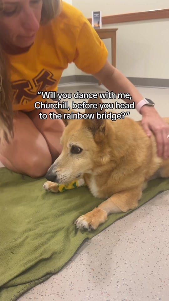 Post 10 by ThoseTempletonCorgis on TikTok (video)