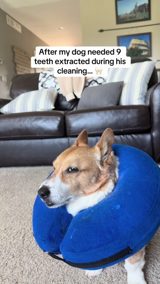 Post 3 by ThoseTempletonCorgis on TikTok (video)