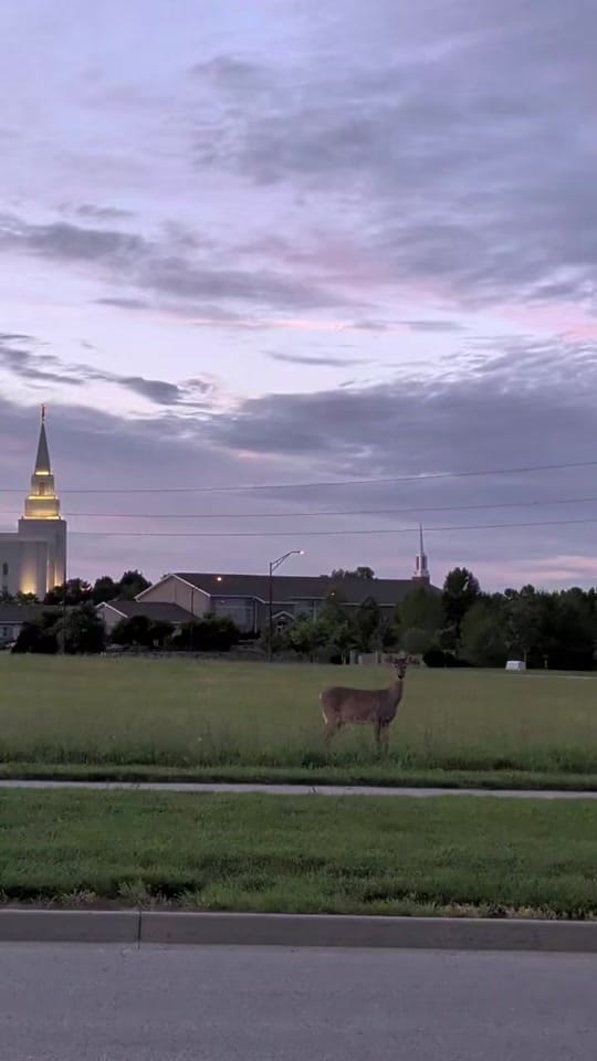 Post 2 by Christian Homestead on TikTok (video)