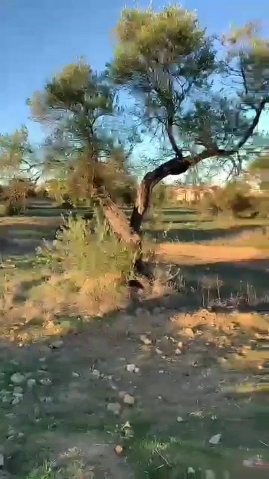 Post 7 by Alejandro⚔Rojas on TikTok (video)